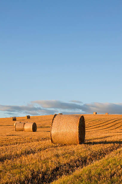 istock Haybales In Early Evening Sunlight. 182903817