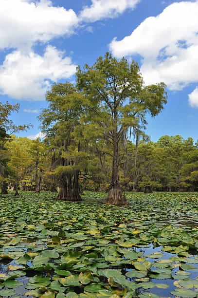 istock Caddo Lake swamp in Texas 182903862