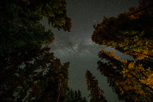 forest at night with Milky Way.