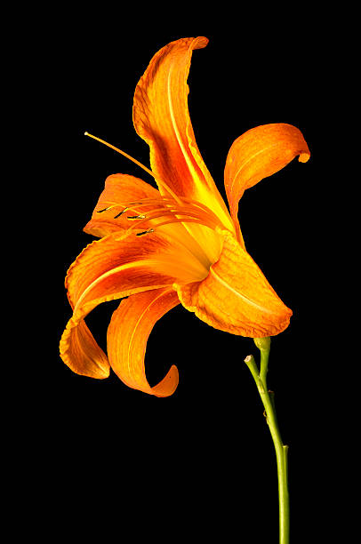 A macro image of a Daylily (Hemerocallis fulva) Isolated on Black