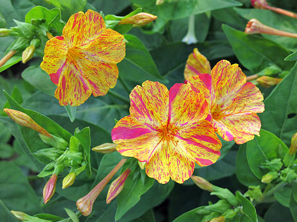 Wunderblume (Mirabilis jalapa) four o'clock flower or marvel of Peru "Wunderblume (Mirabilis jalapa). four o'clock flower or marvel of Peru. to be found in tropical forests as in peru, mexico. came around 1512 to europe." mirabilis jalapa stock pictures, royalty-free photos & images
