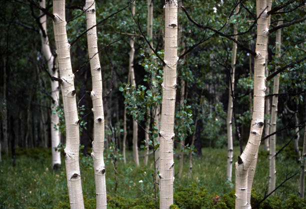 Colorado - Four Aspens & Grove - 1990