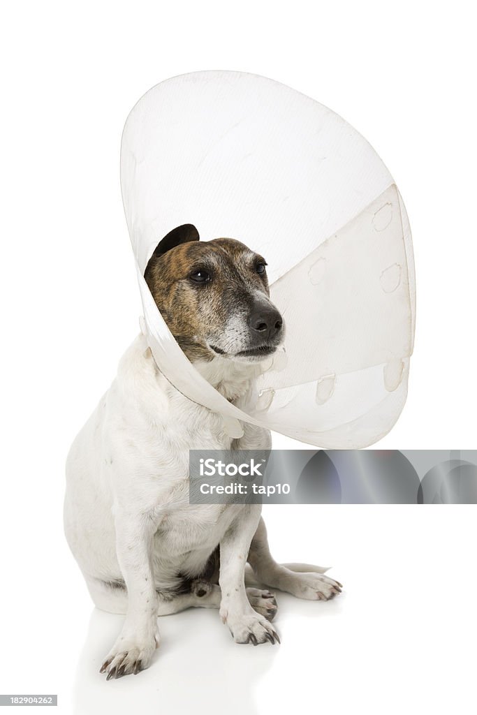 コーンヘッド犬 - イヌ科のロイヤリティフリーストックフォト