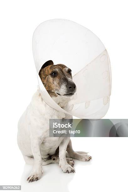 Cone Cabeça Canino - Fotografias de stock e mais imagens de Animal - Animal, Animal de Estimação, Canino - Animal
