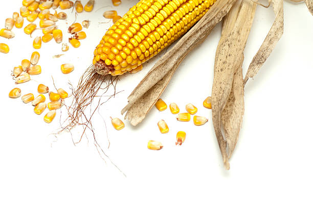 Dried Corn stock photo