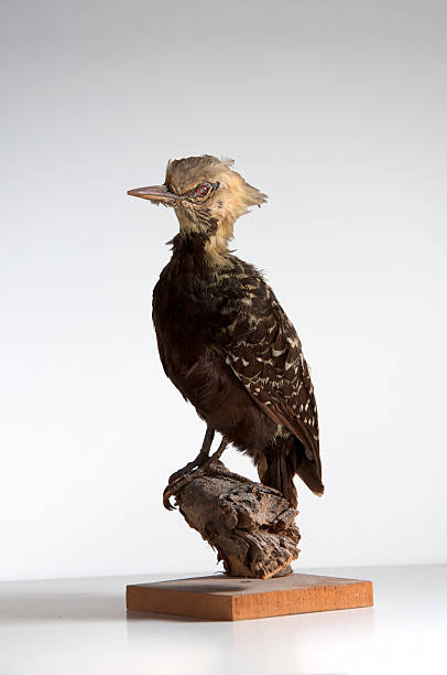 Antique Stuffed Bird (Ringed Woodpecker) stock photo