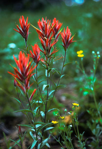 Colorado - Indian Paintbrush - 1990