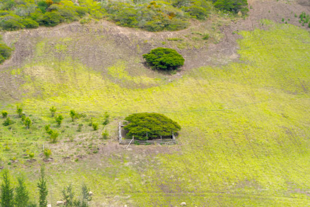 istock Landscape with hills full of sheep 1829049203