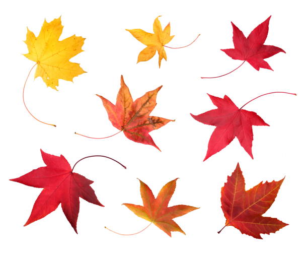 Autumn maple leaves.