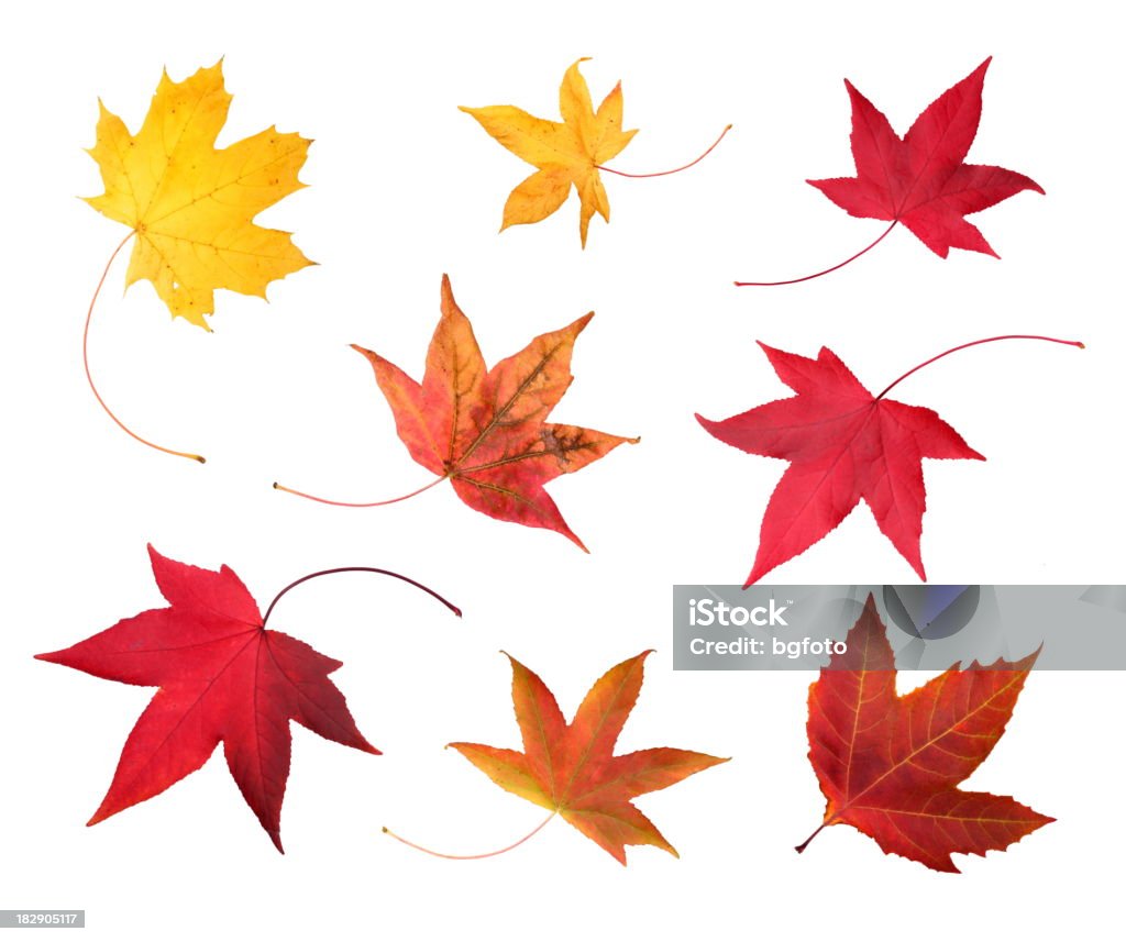 Full-size photo of maple autumn- 83Mpx. Autumn maple leaves. Autumn Leaf Color Stock Photo