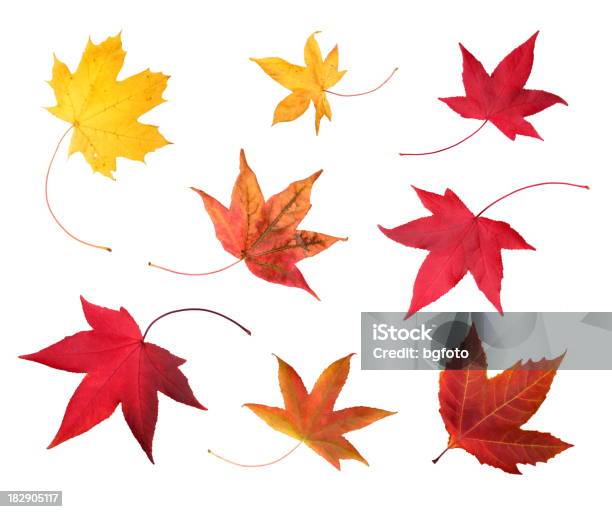 Fullsize Photo Of Maple Autumn 83mpx Stock Photo - Download Image Now - Autumn Leaf Color, Leaf, Autumn