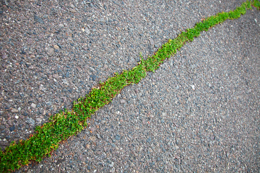 cracked asphalt pavement with a green grass growing