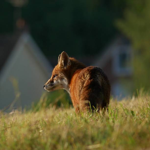 A red fox strolling and hunting in a field, France.