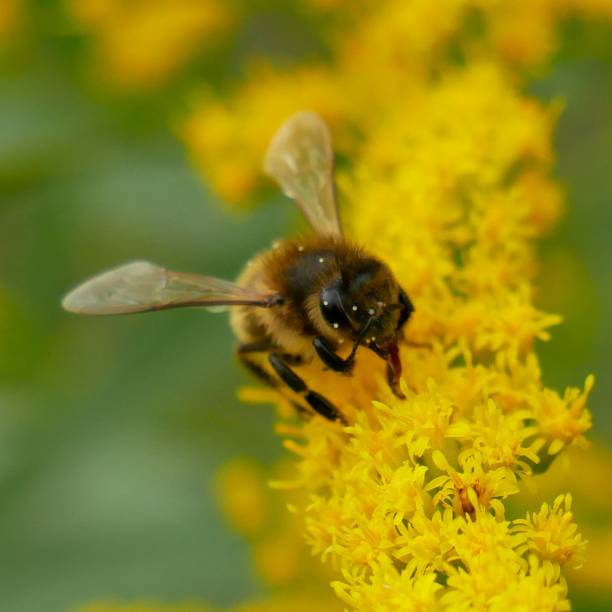istock A bee gathering on a yellow flower 1829051337
