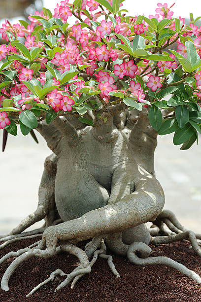 Desert rose My Flower Collection.. adenium photos stock pictures, royalty-free photos & images