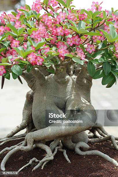 Desert Rose Stock Photo - Download Image Now - Adenium Obesum, Beauty, Blossom