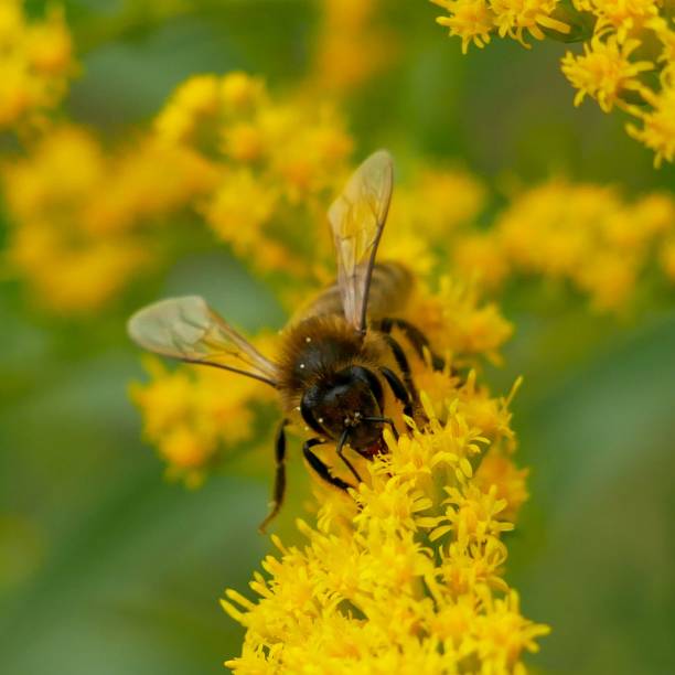 istock A bee gathering on a yellow flower 1829051861