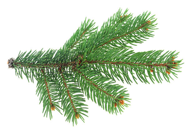 istock Christmas tree branch isolated on a white background. Spruce twig. 1829052386