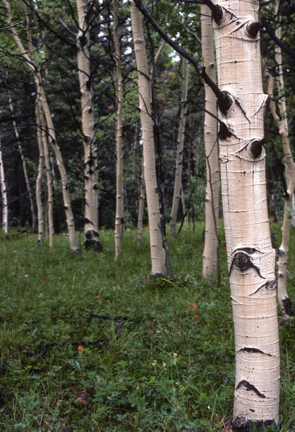 istock Colorado - One Aspen & Grove  - 1990 1829055034