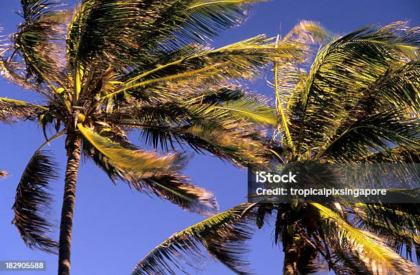 Usa Hawaii Oahu North Shore Kokospalmen Stockfoto und mehr Bilder von Baum - Baum, Bewegungsunschärfe, Biegung