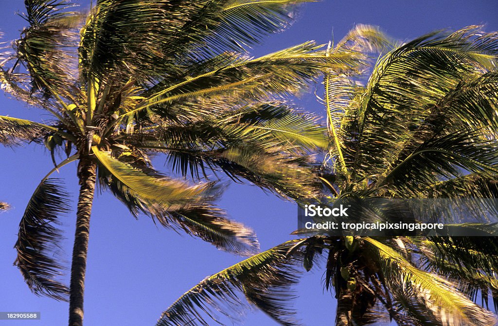 USA Hawaii Oahu, North Shore, palme da cocco. - Foto stock royalty-free di Albero