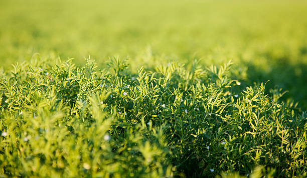 lentil crop stock photo
