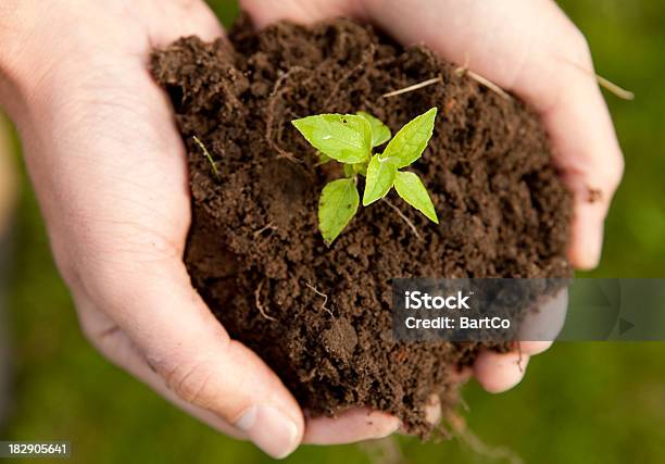 Mão Com Planta - Fotografias de stock e mais imagens de Crescimento - Crescimento, Cuidado, Flora