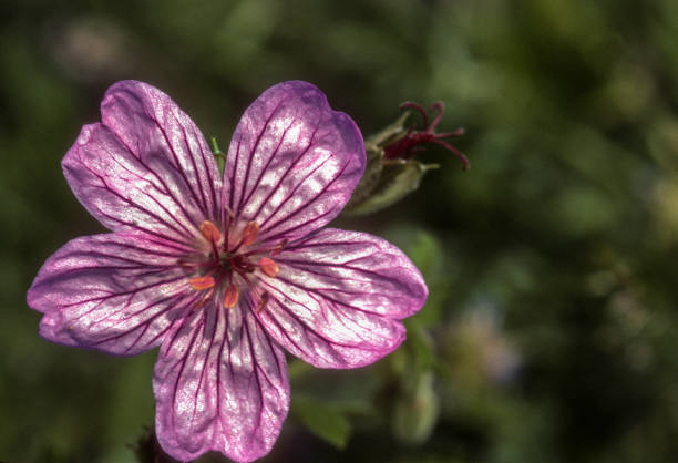 Colorado - Pink Flower  - 1990