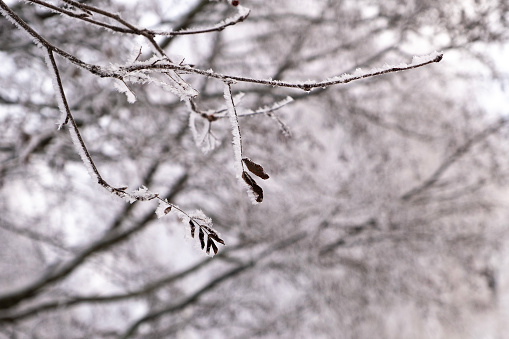 Winter landscape. Snow-covered and icy branches of a tree with the remains of foliage, frosty day.