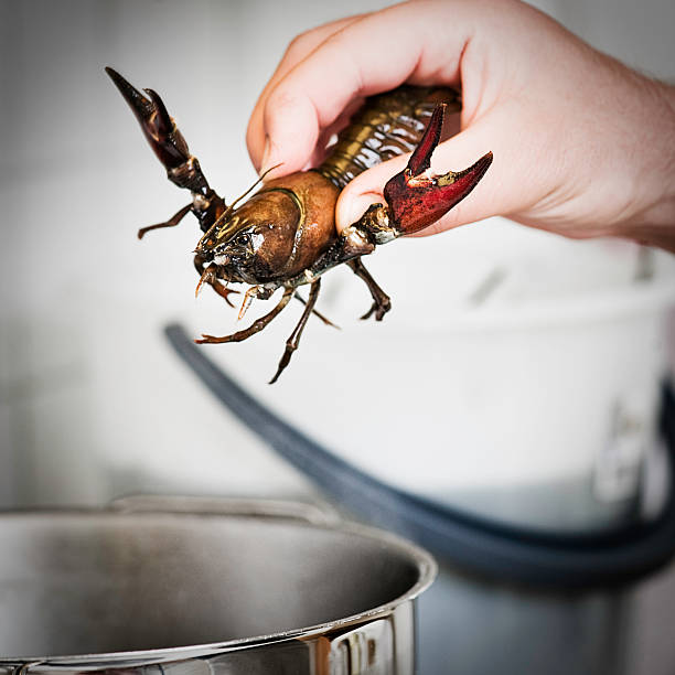 culinária de lagosta - prepared crustacean flash - fotografias e filmes do acervo