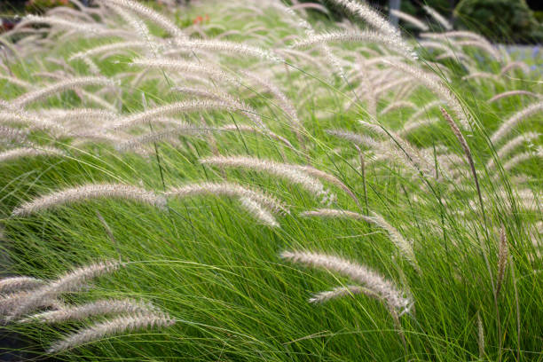 istock Fountain grass or pennisetum alopecuroides 1829062194