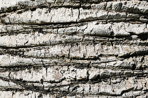 Exotic tree skin background. Parallel lines pattern.
