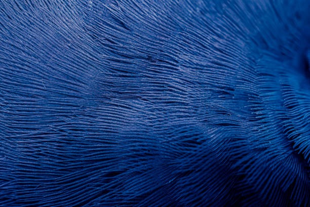 blue feather pigeon macro photo. texture or background