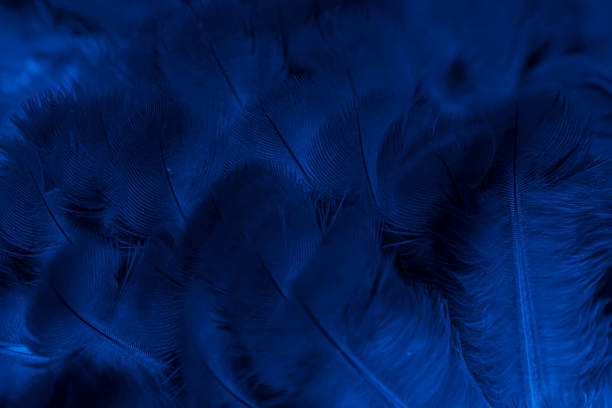 istock blue feather pigeon macro photo. texture or background 1829065564