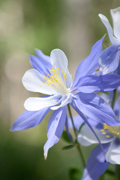 istock Wild softly focused Columbine flowers 182906577