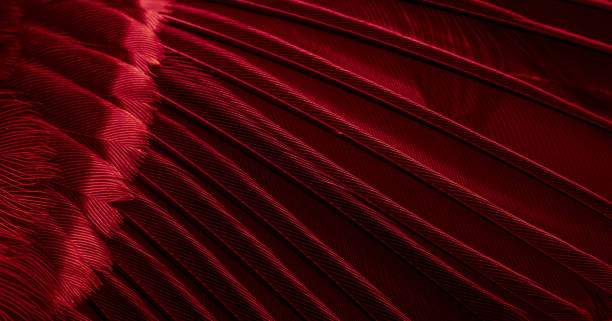 istock red feather pigeon macro photo. texture or background 1829065861