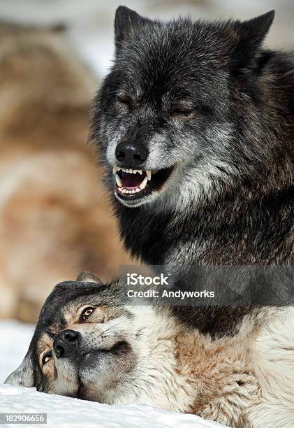 Wolf Kommunikation Stockfoto und mehr Bilder von Europäischer Wolf - Europäischer Wolf, Fangzahn - Tierzahn, Fotografie