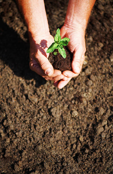 istock Hands holding new plant ready to be planted 182907068