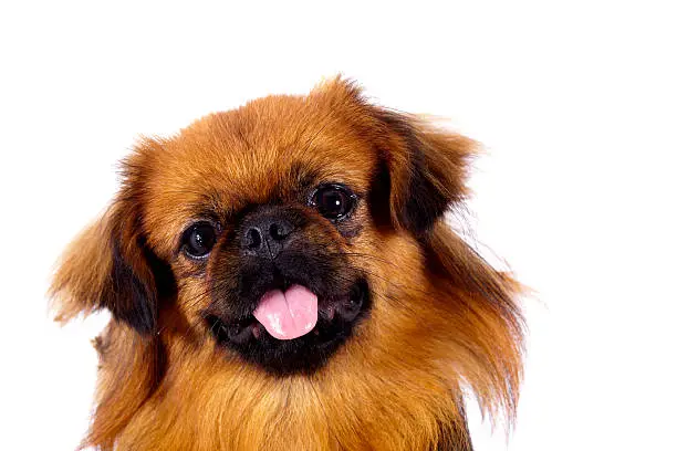 Portrait of a pretty little Pekingese dog.My other pets images