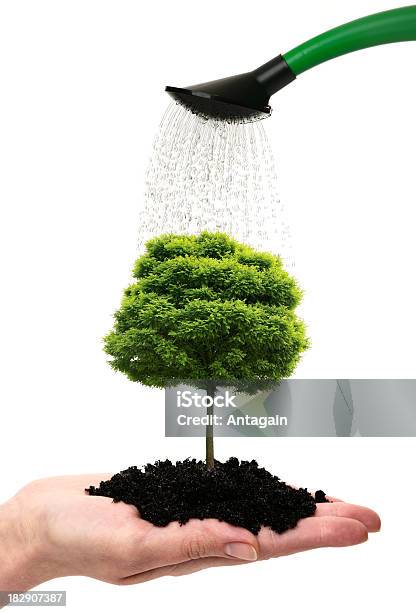 Mano Con Árbol Foto de stock y más banco de imágenes de Fondo blanco - Fondo blanco, Regar, Árbol