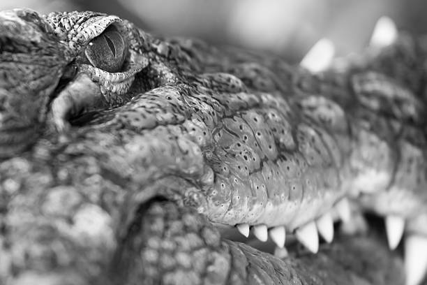 istock Alligator Close-up - Monochrome (XXL) 182907396