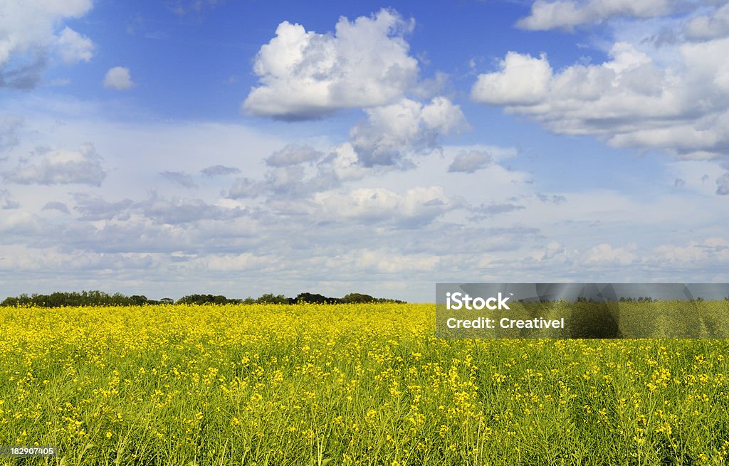 Canola field y nubes - Foto de stock de Agricultura libre de derechos