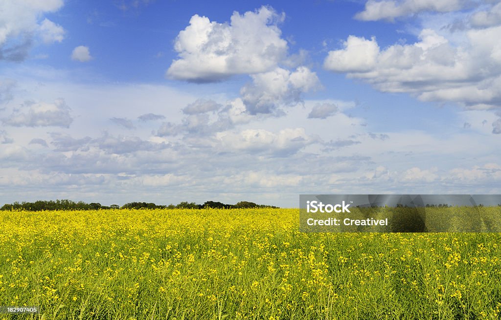 Campo de Canola e nuvens - Foto de stock de Agricultura royalty-free