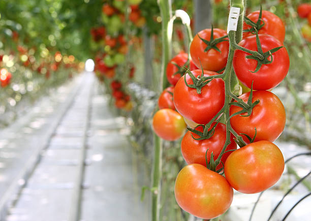 istock tomatoes in greenhouse 182907419