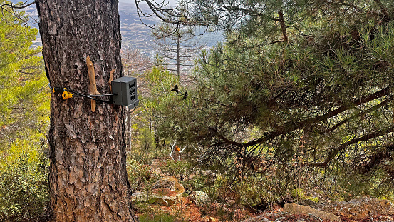 Camera trap or photo cameras mounted on pine tree in deep forest to monitor the position of wild animals. copy space for text.