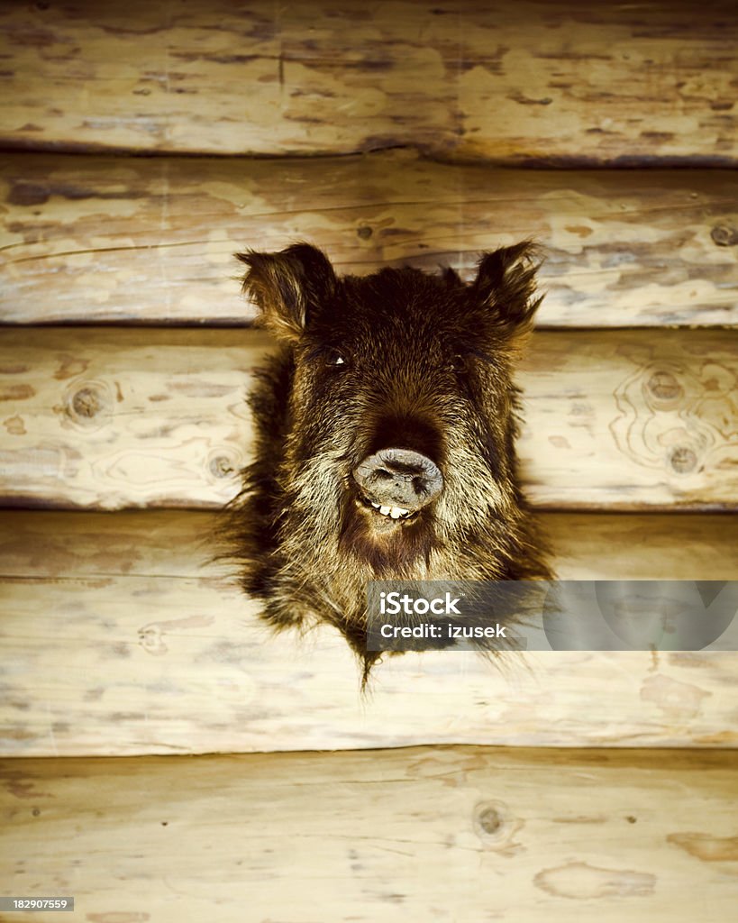 Fornecimento da Boar's Head - Foto de stock de Animal royalty-free