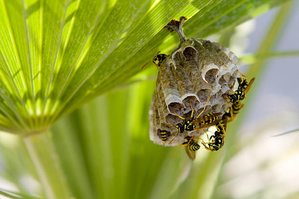 Nest of Wasps under palm leaf.