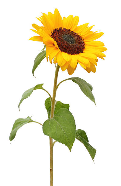 girasol aislado - sunflower side view yellow flower fotografías e imágenes de stock