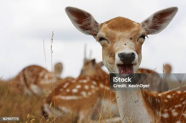 Ciervo Gamo Retrato Foto de stock y más banco de imágenes de Animal - Animal, Ciervo gamo, Humor