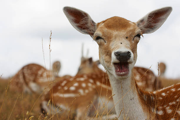 лань портрет - fawn стоковые фото и изображения